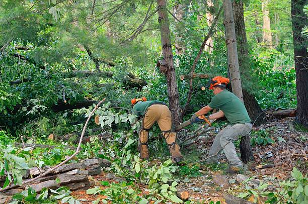 Best Tree Health Inspection  in Lofall, WA